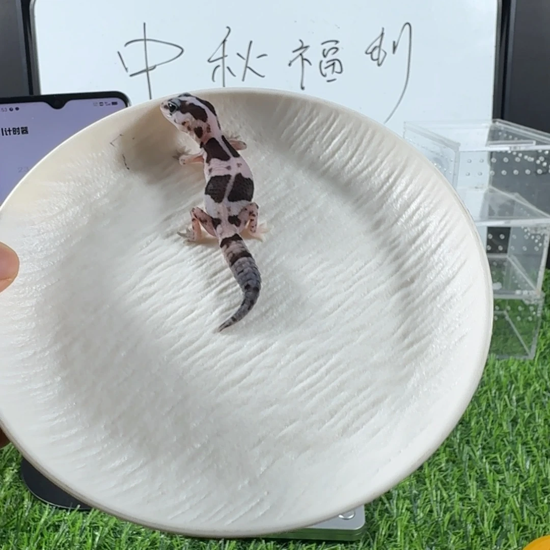 奶奥直线一只 苗子