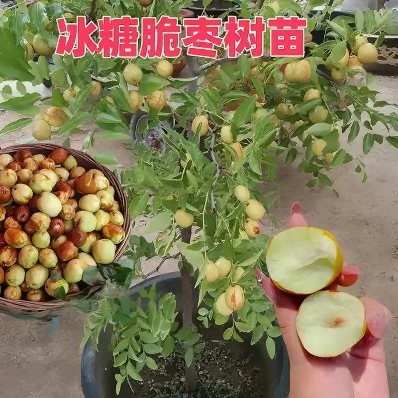 枣树苗三代冰糖枣潘栆状元红葫芦栆盆栽地栽直播间一物一拍