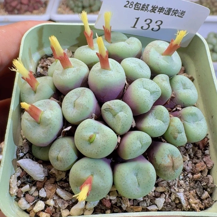 133。