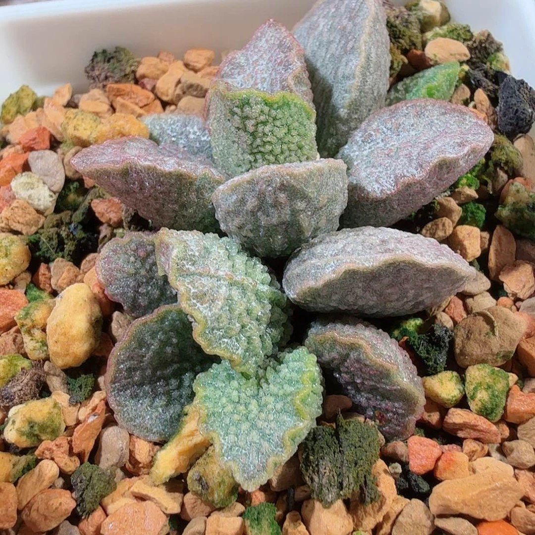 胭脂扣         
