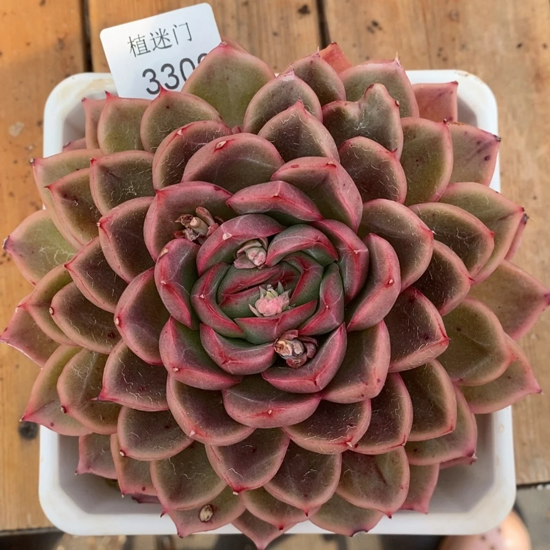 杂交精品多肉3309