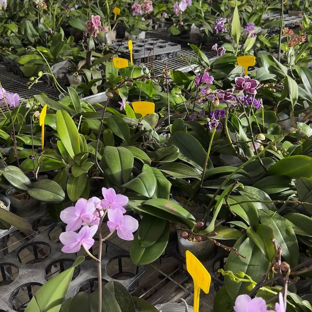 当前无花朵，栽培后可花朵小万灵