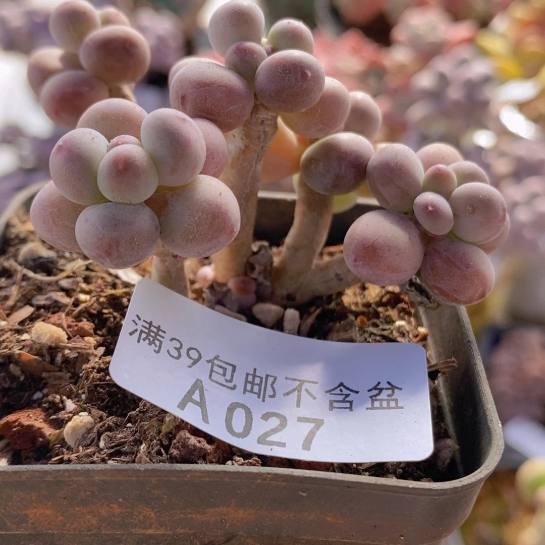 苹果奶老桩6cm027多肉植物