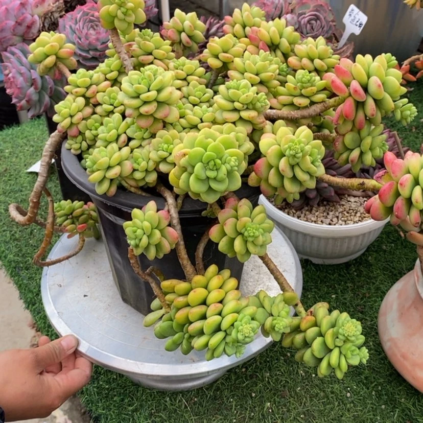 【闪购商品】三***王多肉植物