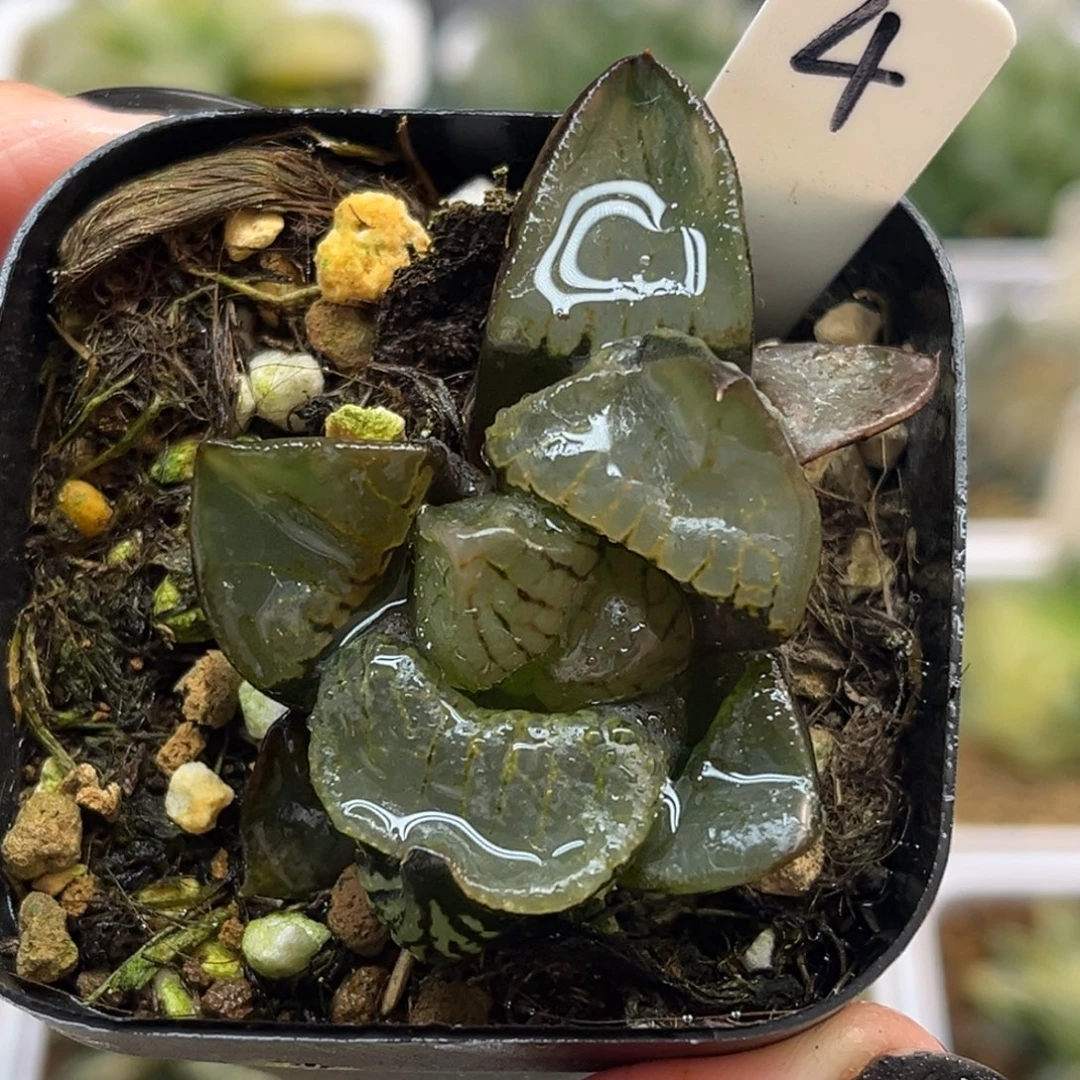 4裹克福利专场多肉