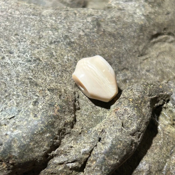 【 0561】猛犸鲨鱼背三通9.5mm左右