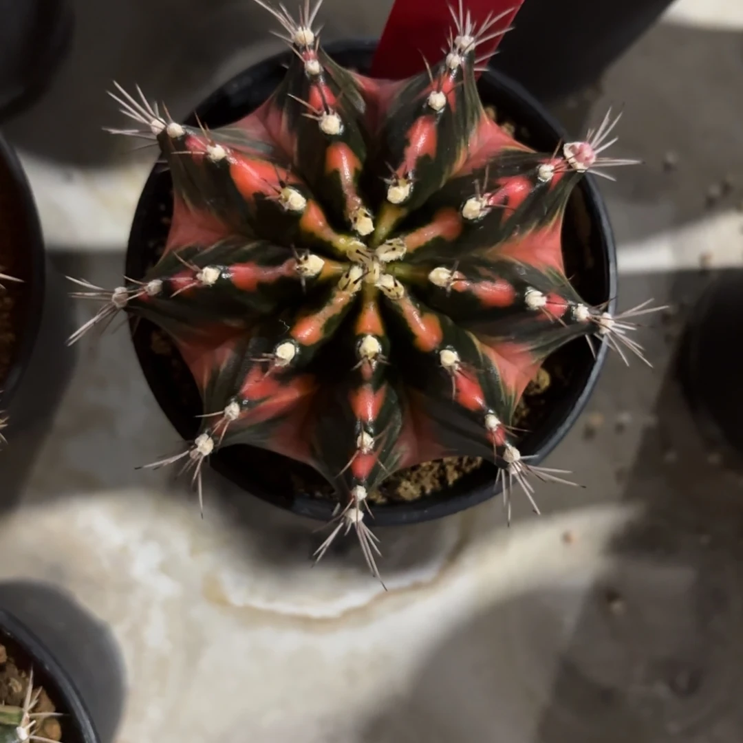 256-1214泰国发货多肉