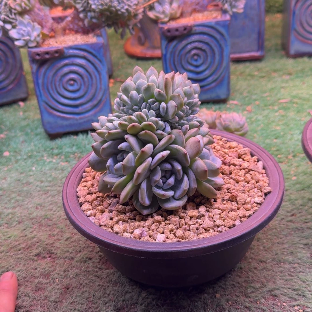 星影树缀无砍多肉