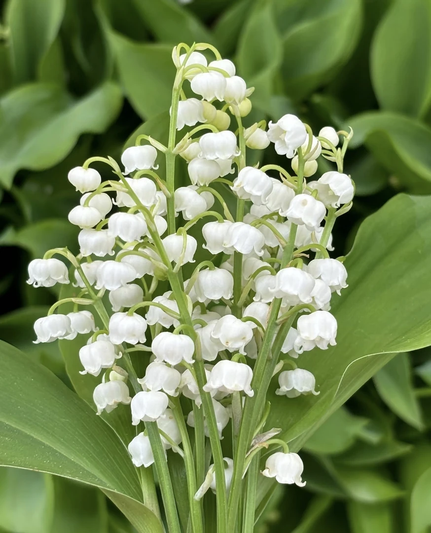 [进口铃兰] 1加仑大盆 成品铃兰花苗盆栽庭院室内四季开花卉植物