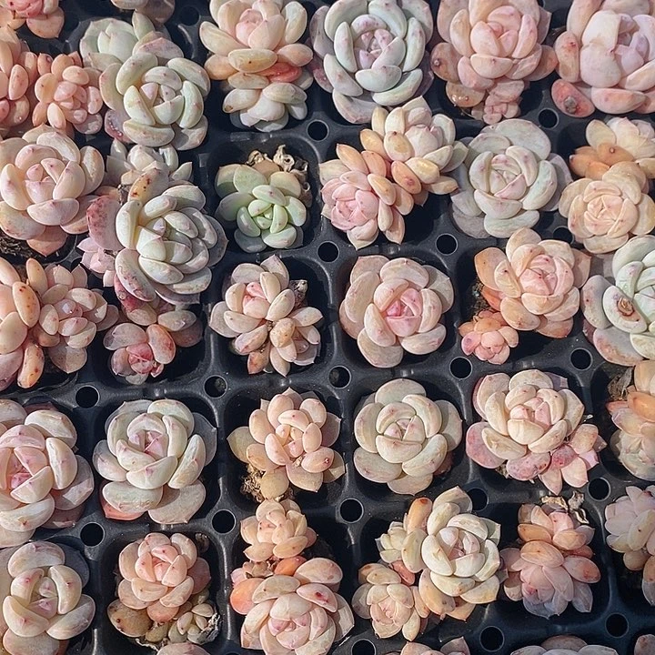 78-79 多肉植物盆栽花卉植物