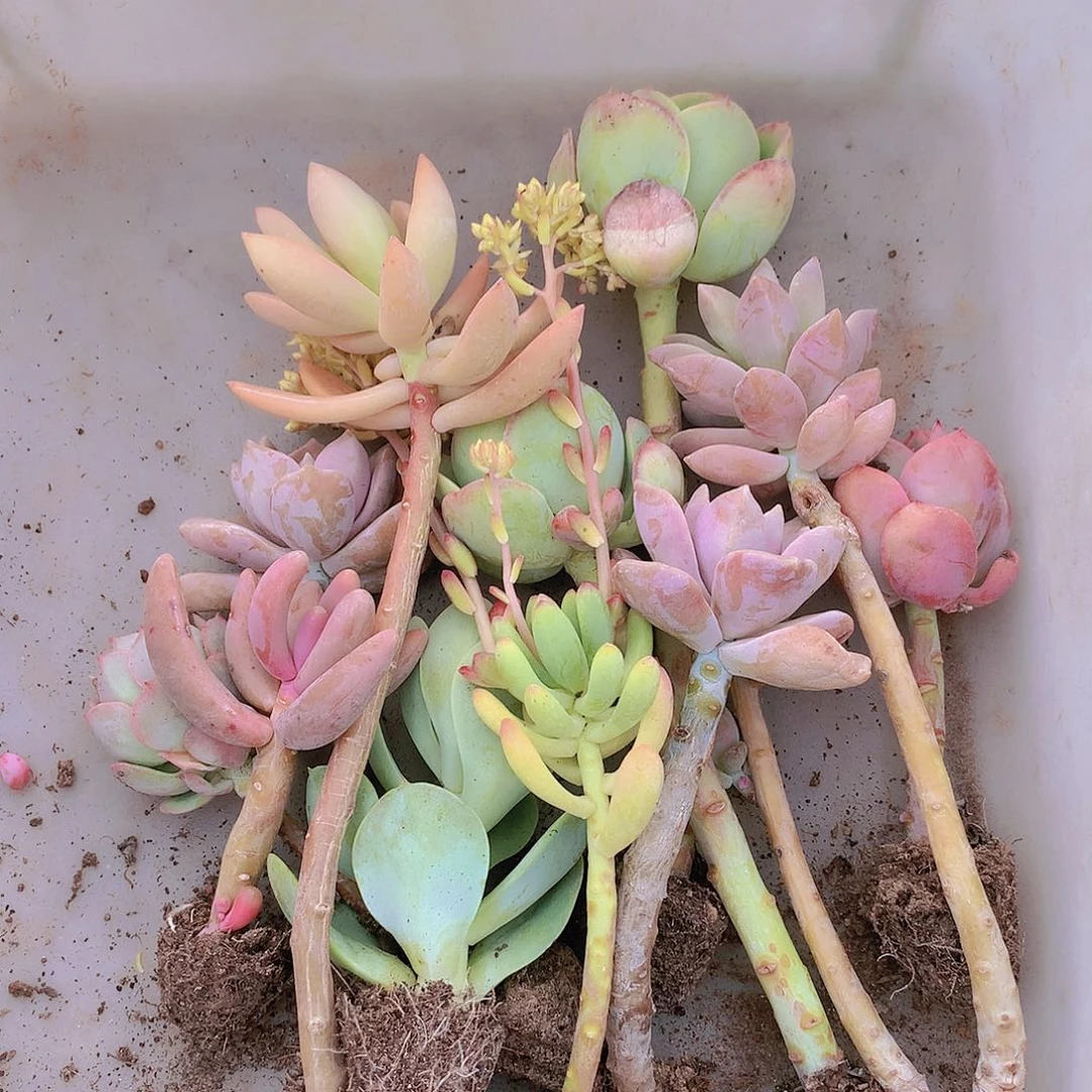 3号11颗多肉组合