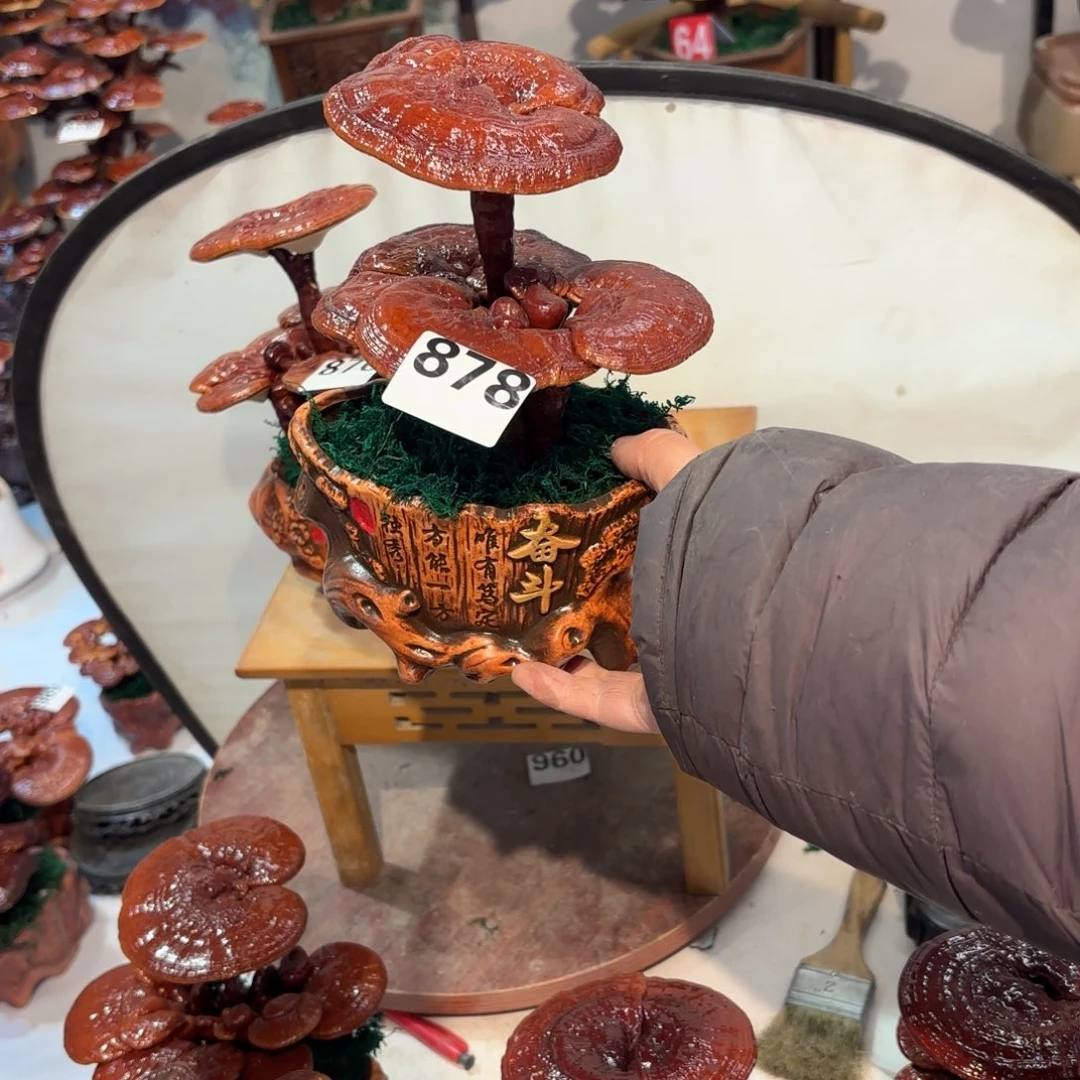 无花朵灵芝5555555555558888