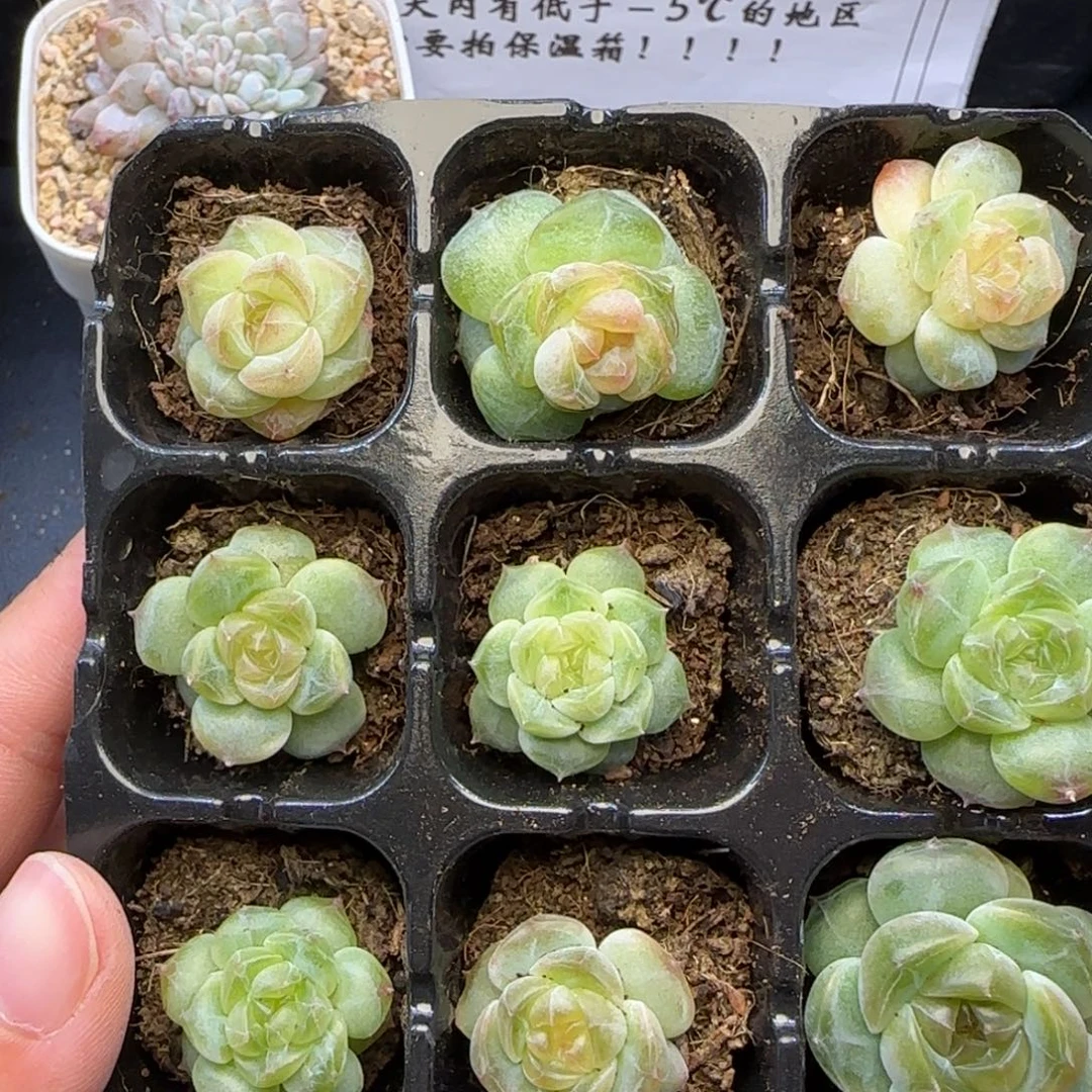 糖***辣【满29包邮非偏远】656九棵