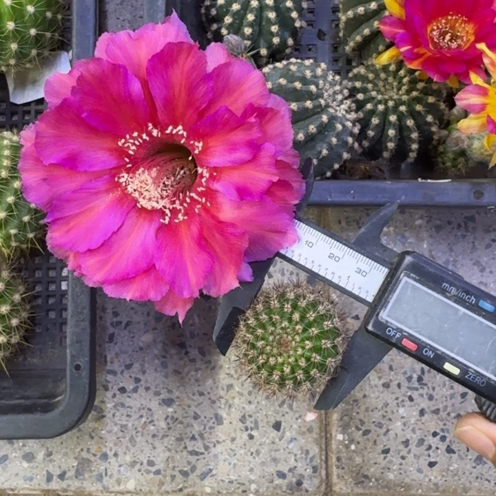 201彩草安塔尔歪3公分左右无根侧牙，20包邮