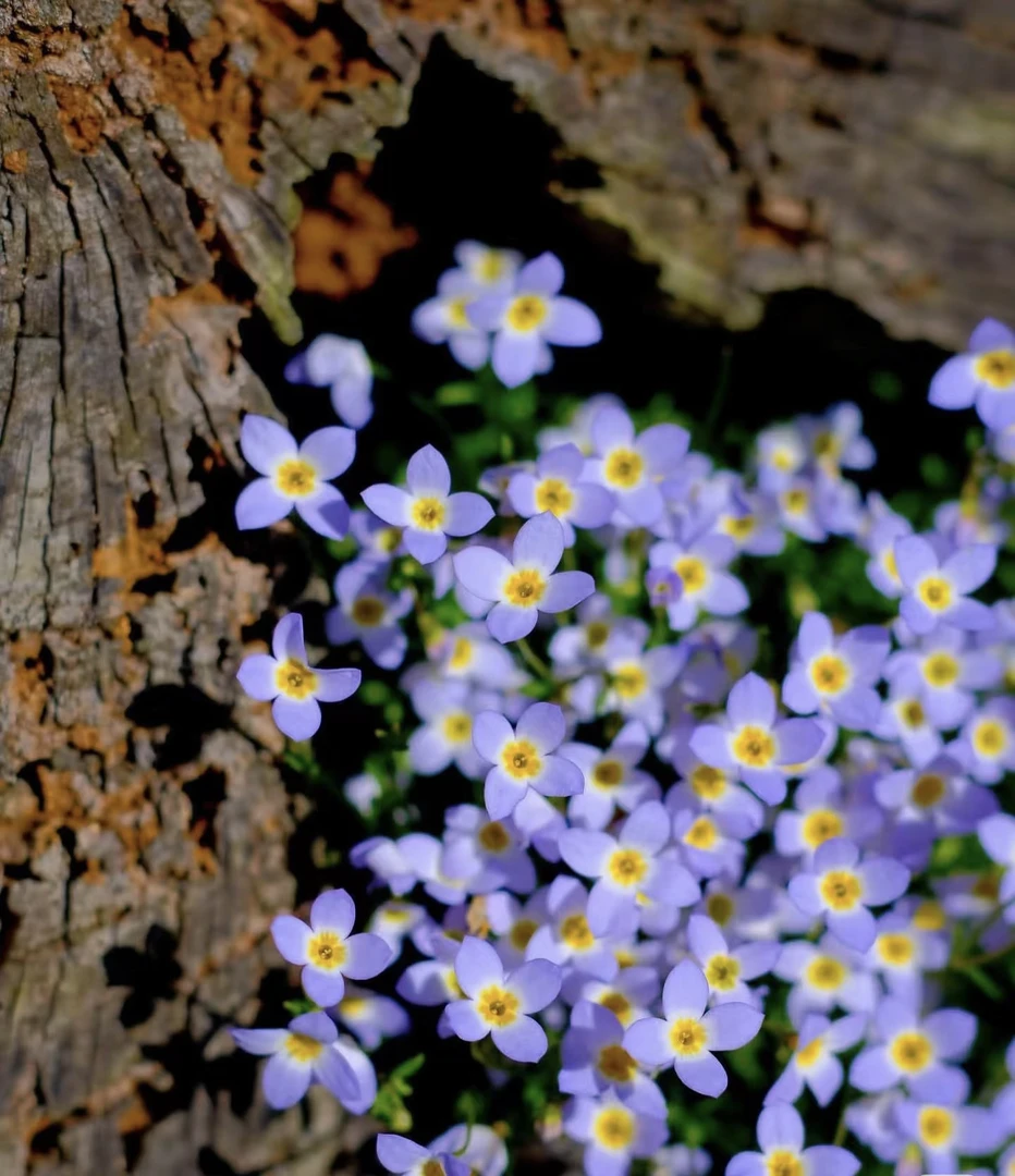 北美耳草室内耐寒草花多年生常年开花