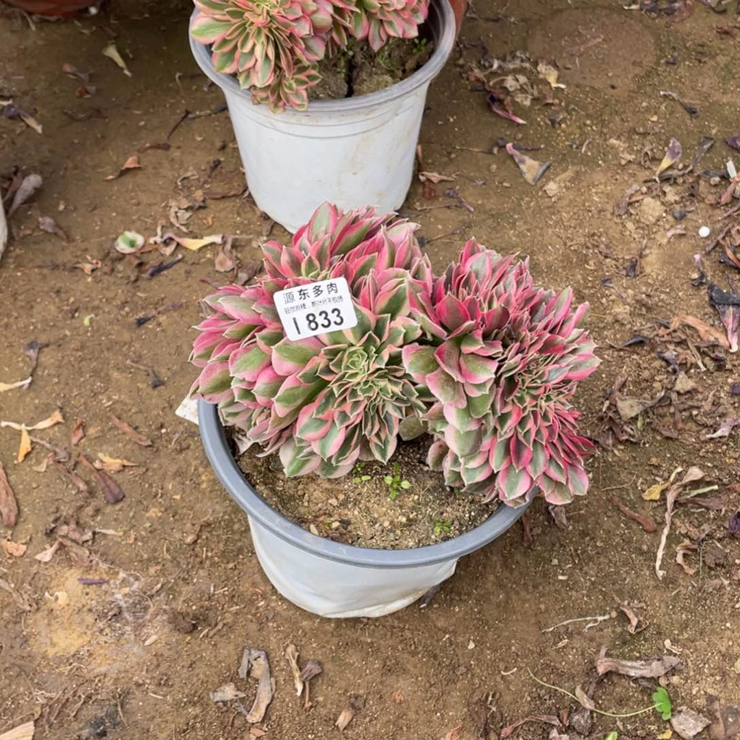 833粉女多肉法师断枝不包