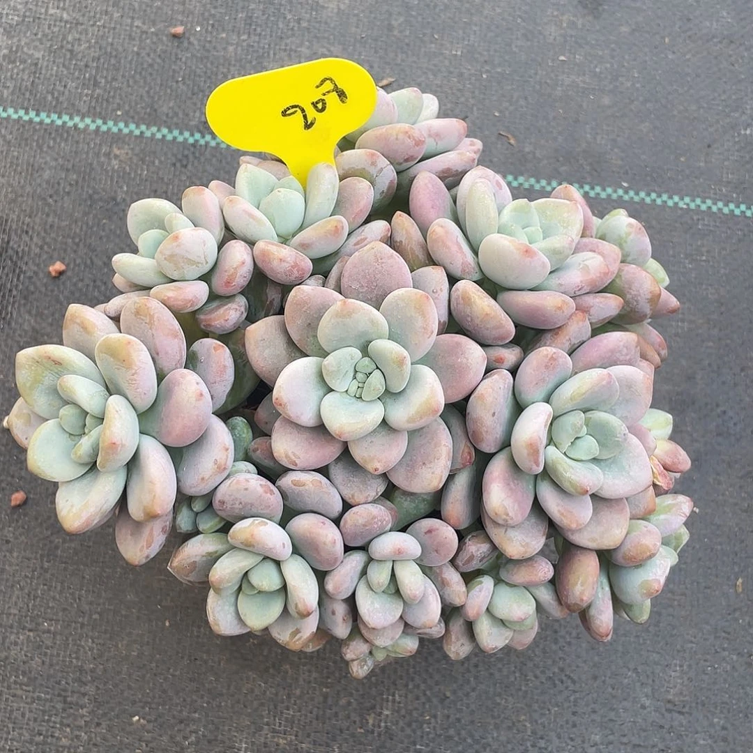 红洛神多肉植物208