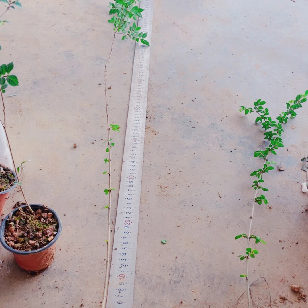 完全开放用*项附石苗