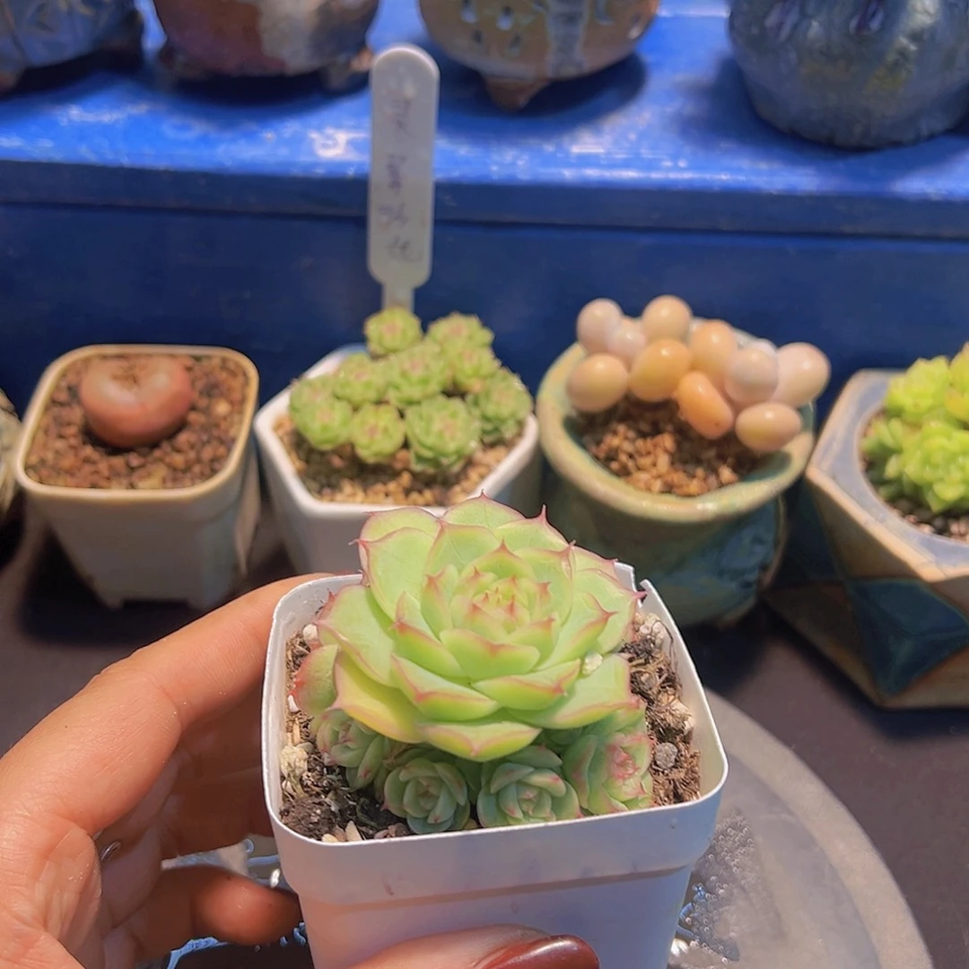蒙****郎边线女王珍妮，多肉植物，