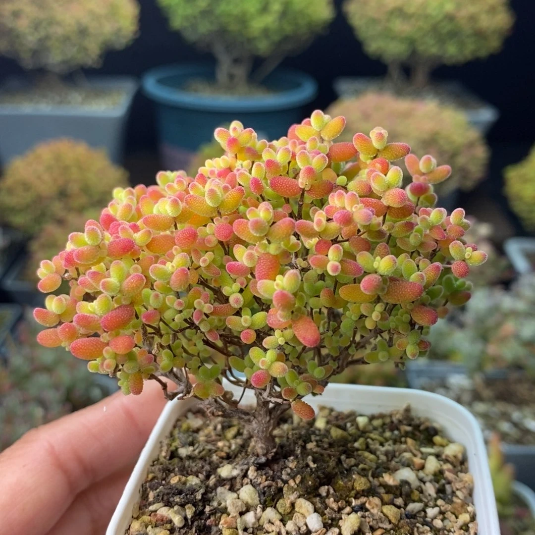 1605蜜橘糖球 。