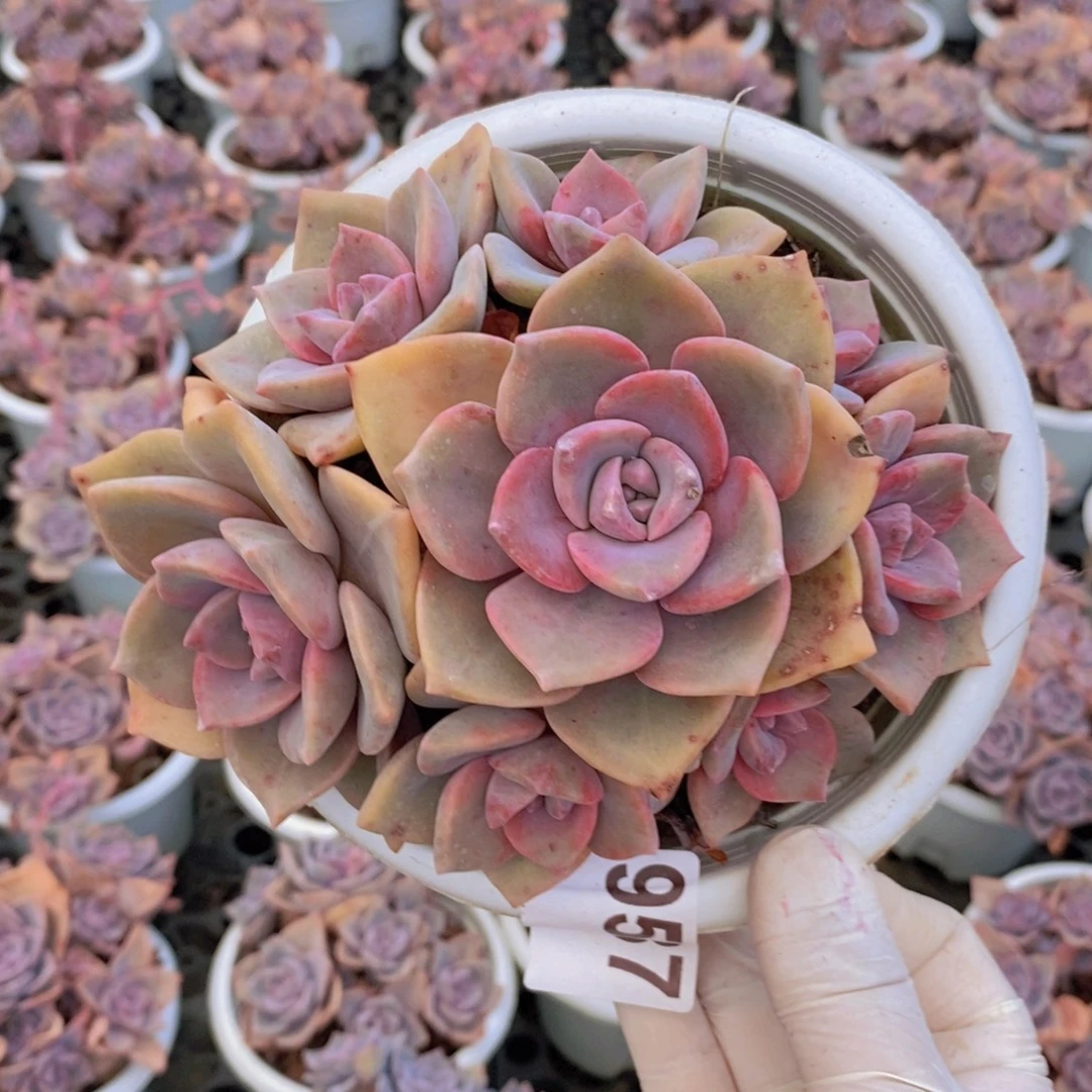 9587彩虹糖一物一拍
