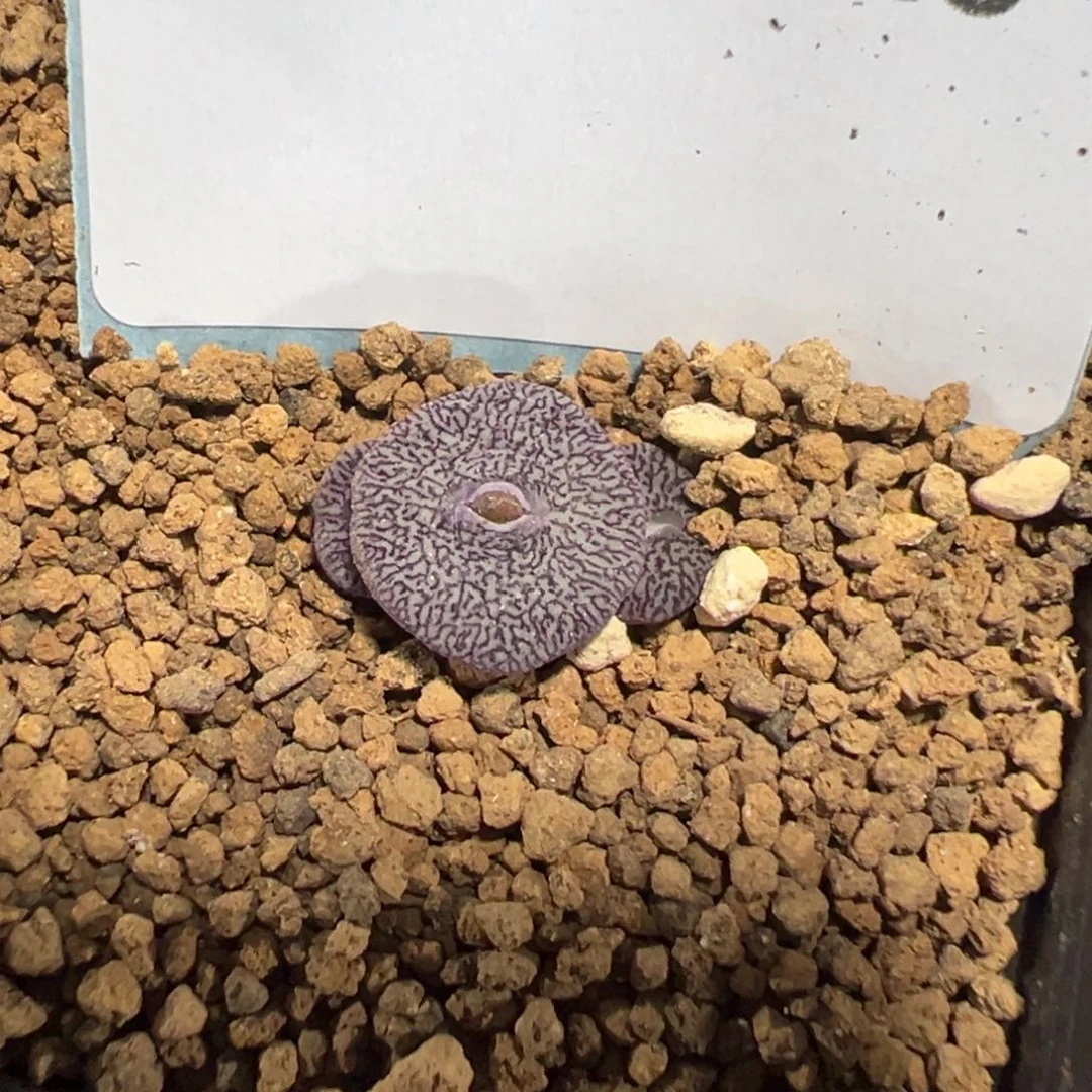 6-26千山飞鸟肉锥多肉