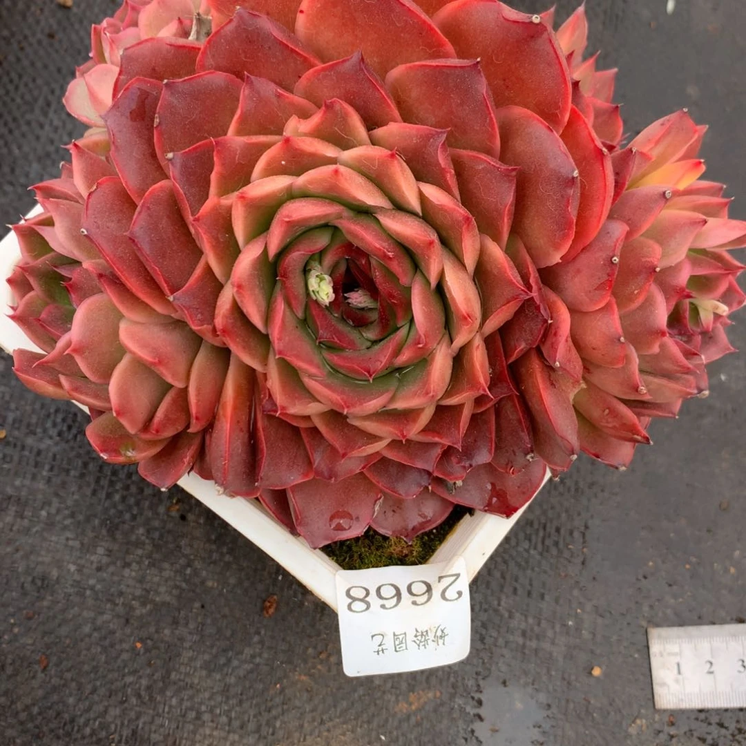 2668杂交精品基地16厘米