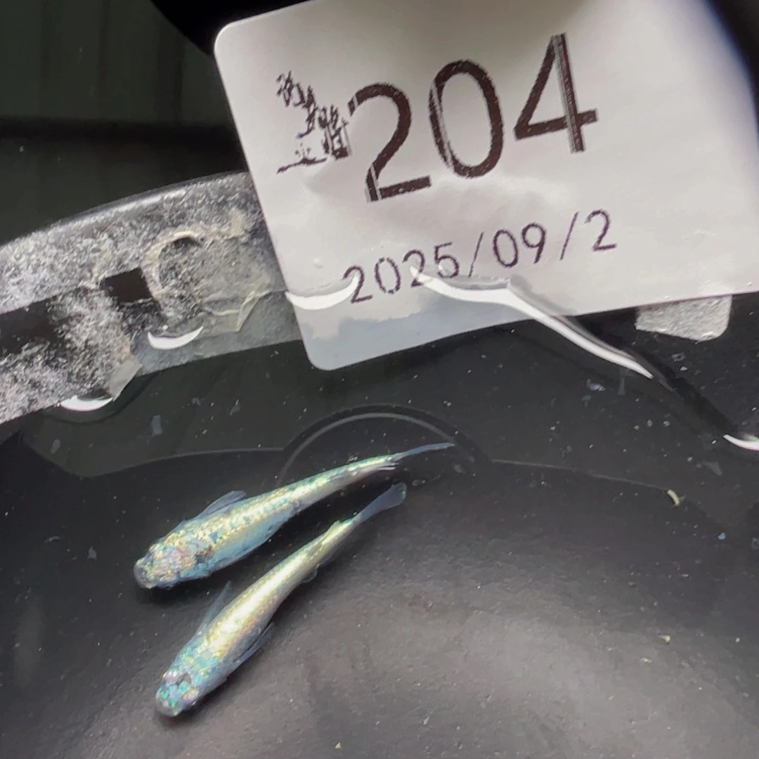 青鳉204机械春一对