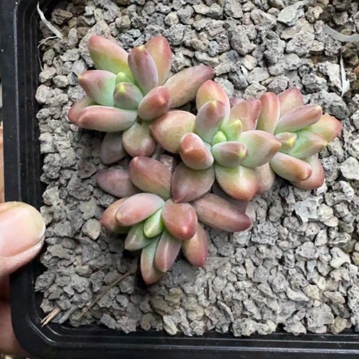 美人杂交 一物一拍