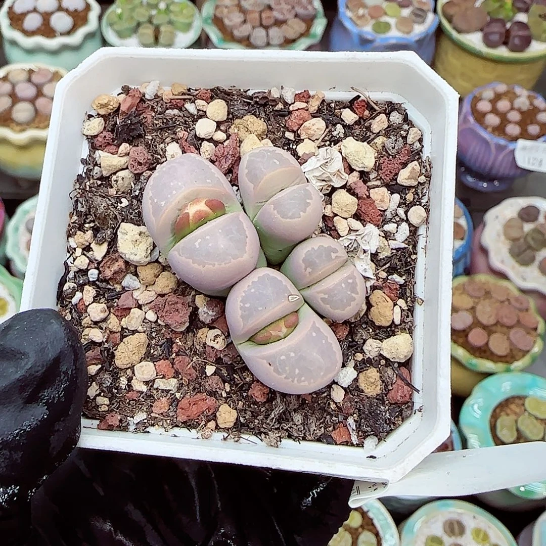 生石花满18包邮1124-55