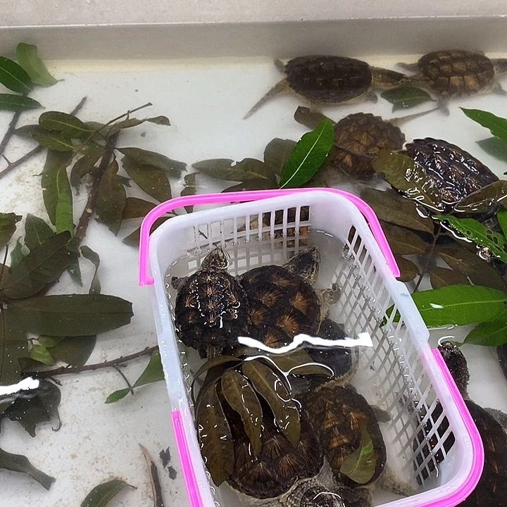 s***愫小鳄龟母杂佛变异小辣椒冷水外糖龟