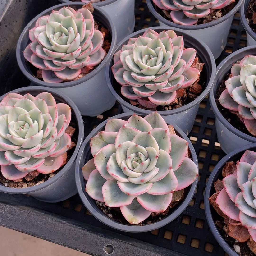 量拍97号 老桩奶油黄桃锦一盆