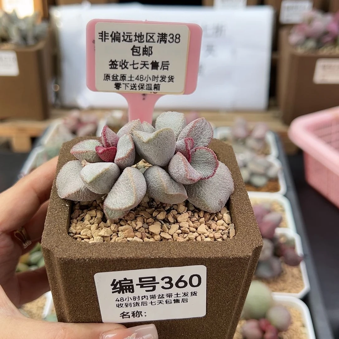 900号磨砂蛋360多肉植物