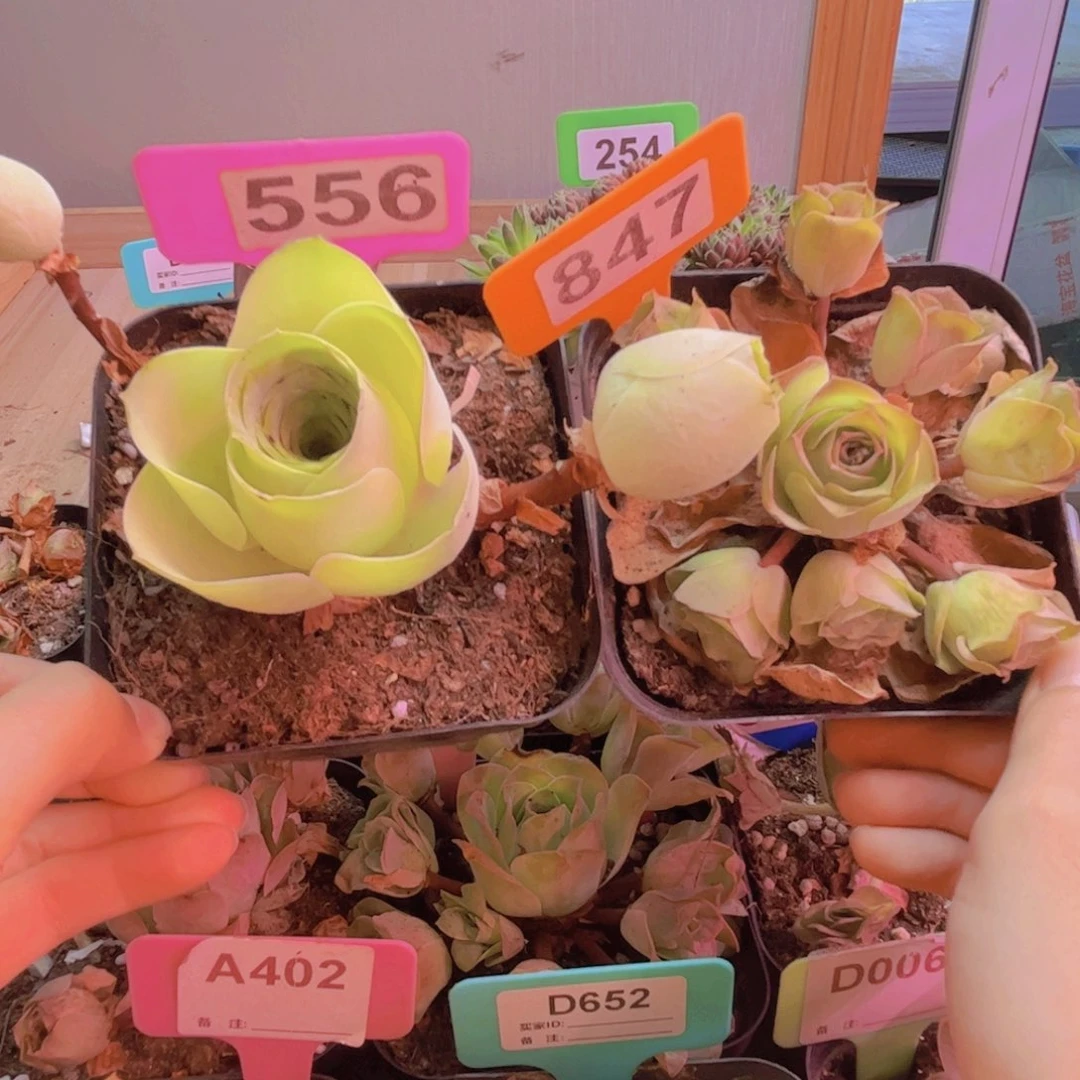 556山地玫瑰绿植