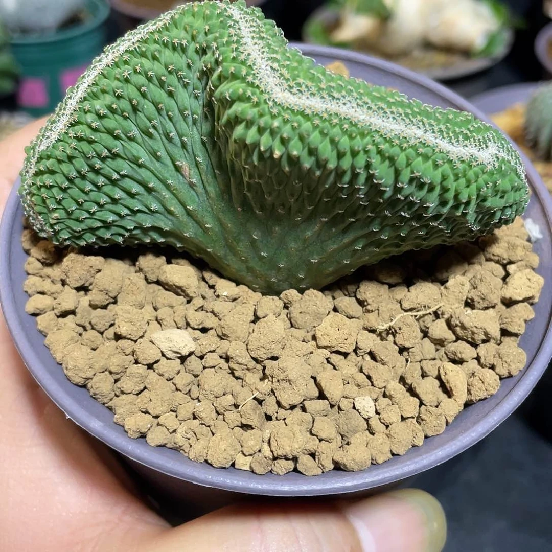 实生菊水缀化包邮