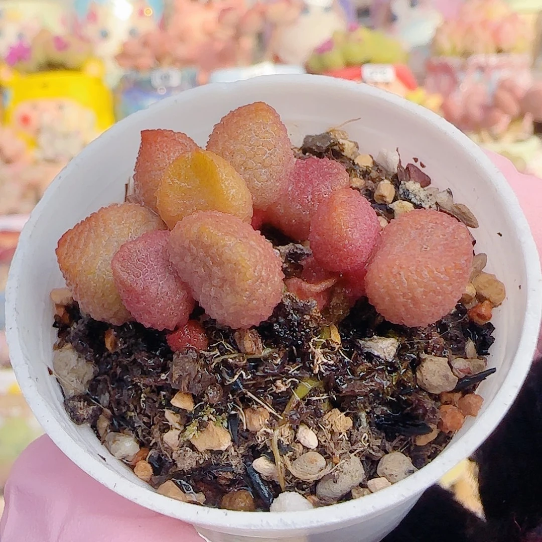 L 多头水蜜桃 盆口4cm