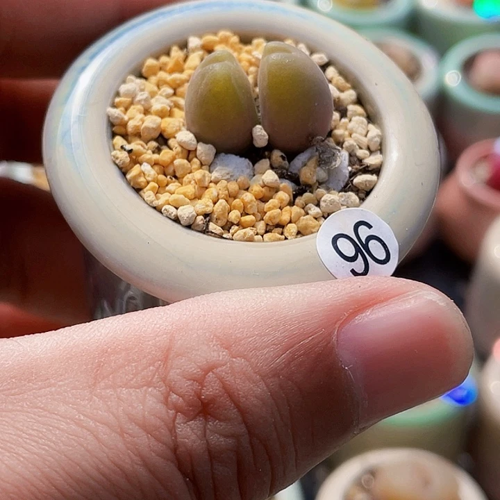 一物一拍………毛翠滴96