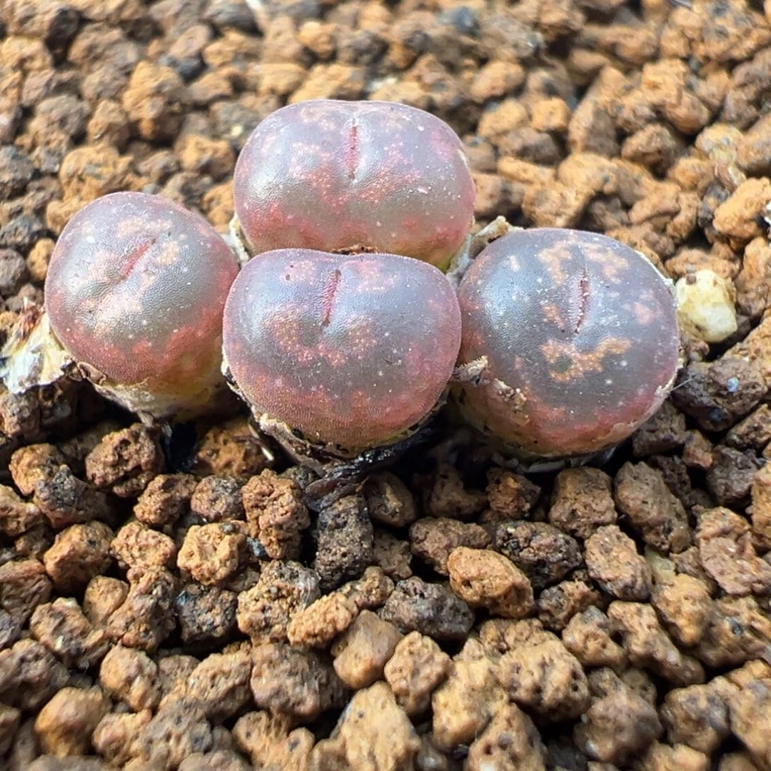 29-33肉锥多肉植物