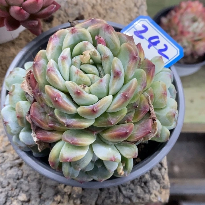 j*一物一拍梦露布丁多肉242