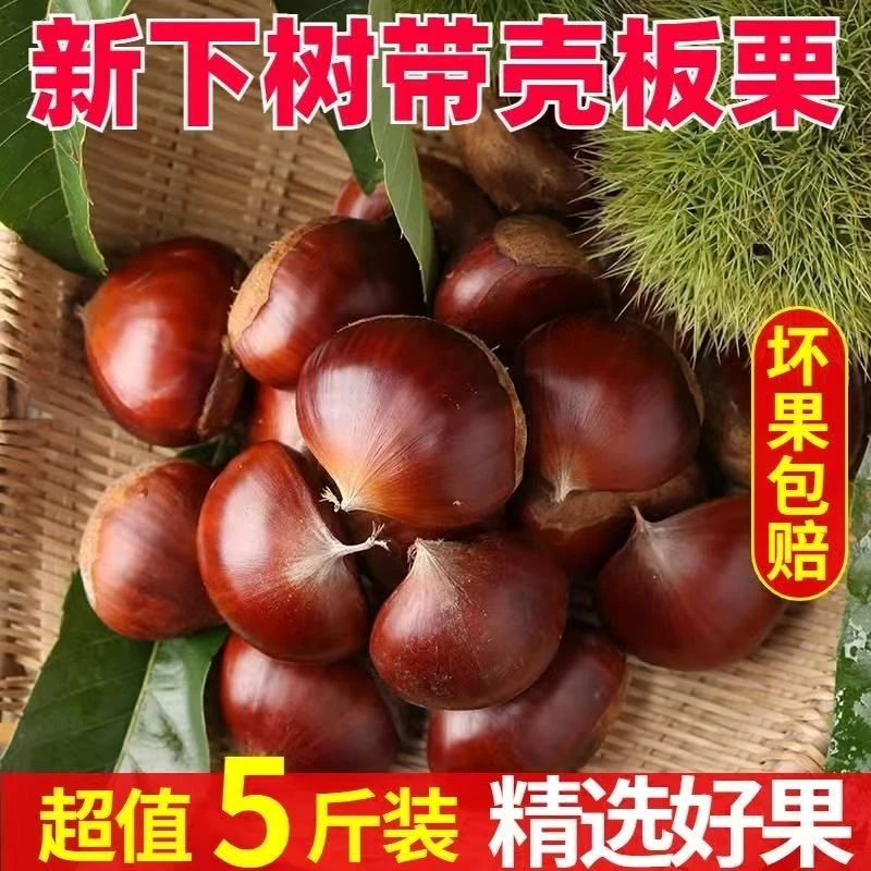 【买3斤送2斤】新鲜现摘甜糯可蒸烤煎煮的高山板栗连袋5斤装