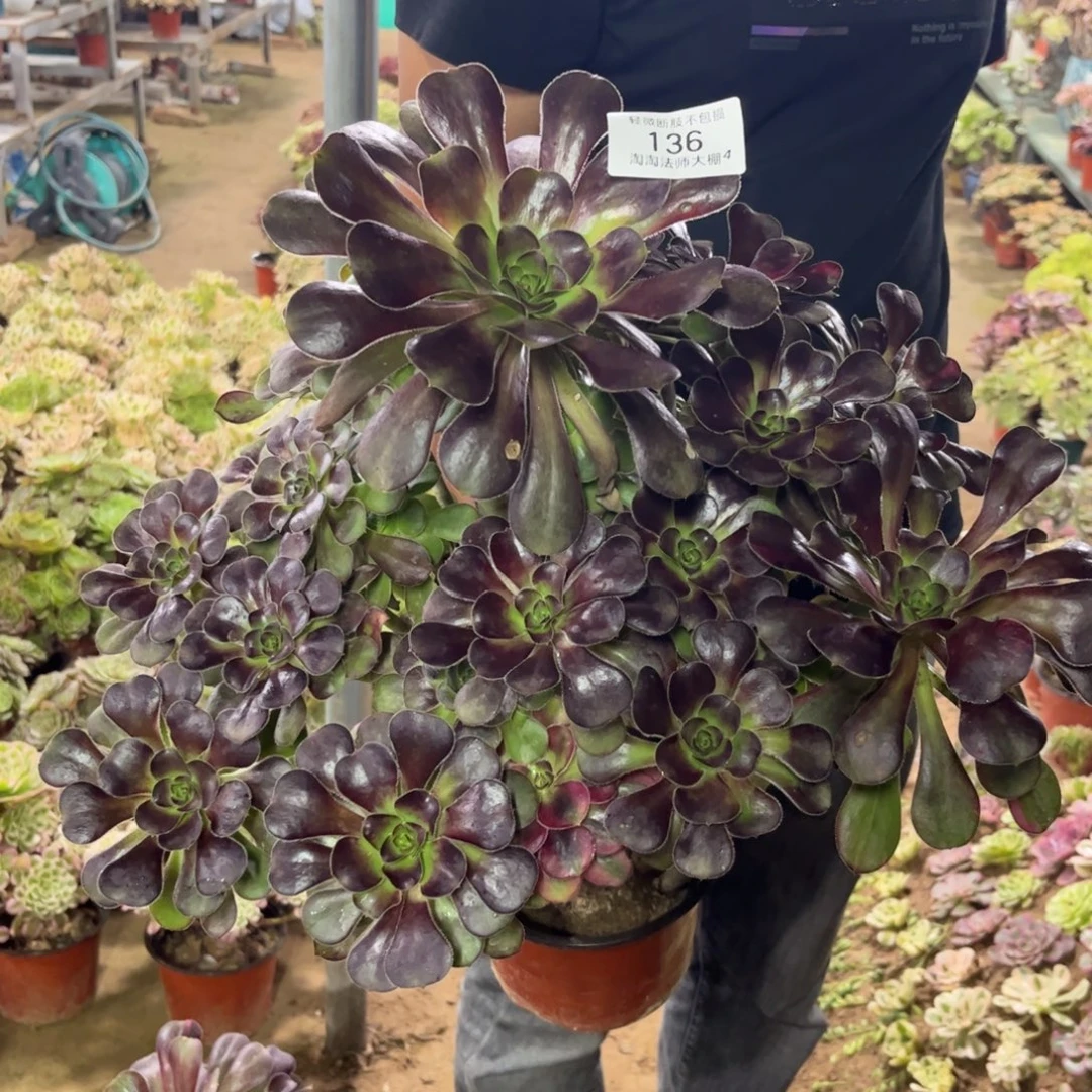 136花蝴蝶多肉植物多肉