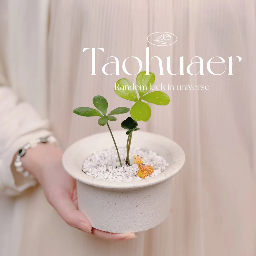 墨西哥铁树幸运草办公室内电脑桌面绿植花卉迷你盆栽高档墨铁