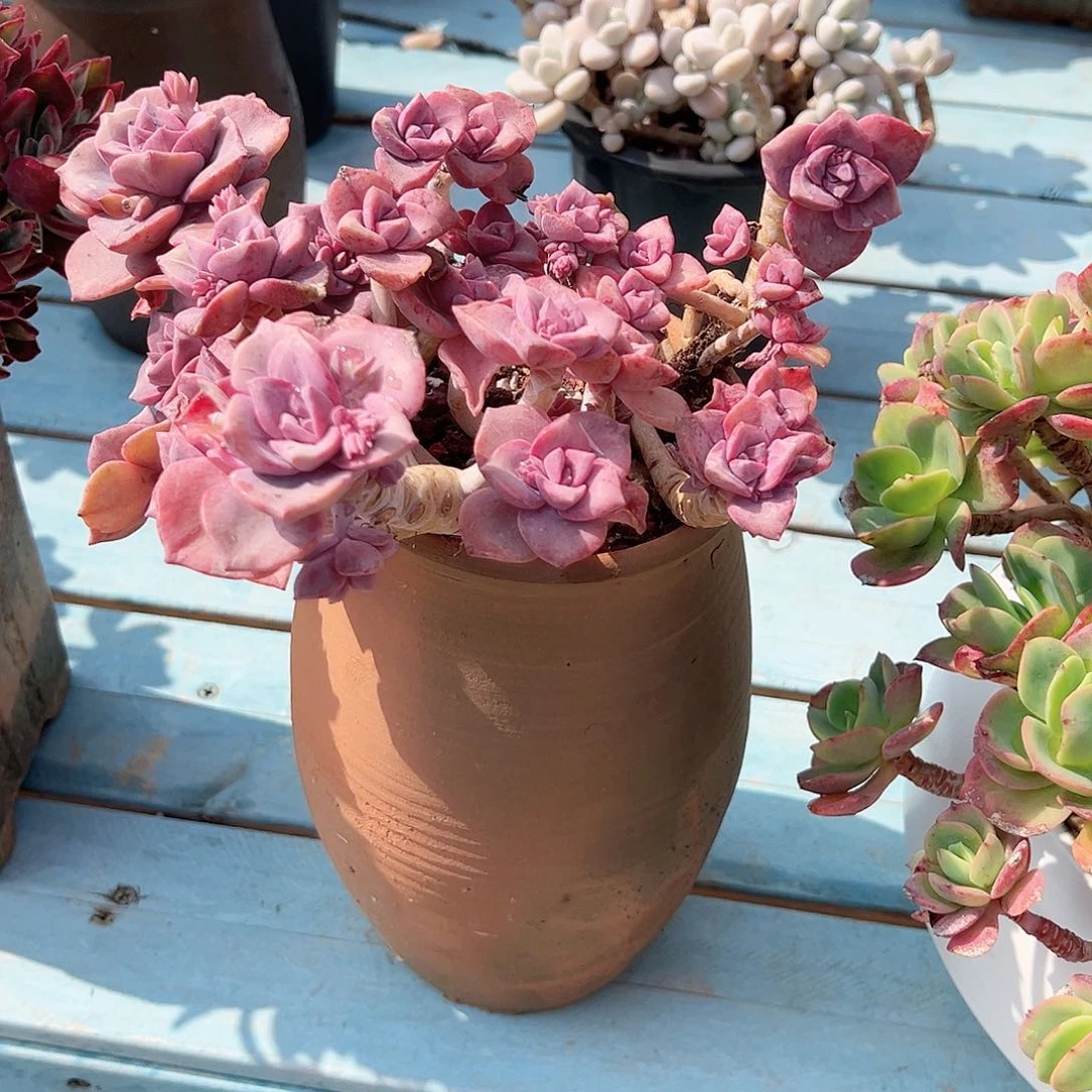 爱****桃彩虹糖多肉植物脱土