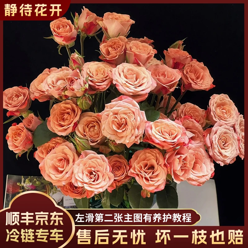 【静待花开】多头卡布-稀有多头玫瑰A级高品质鲜花昆明斗南基地直发