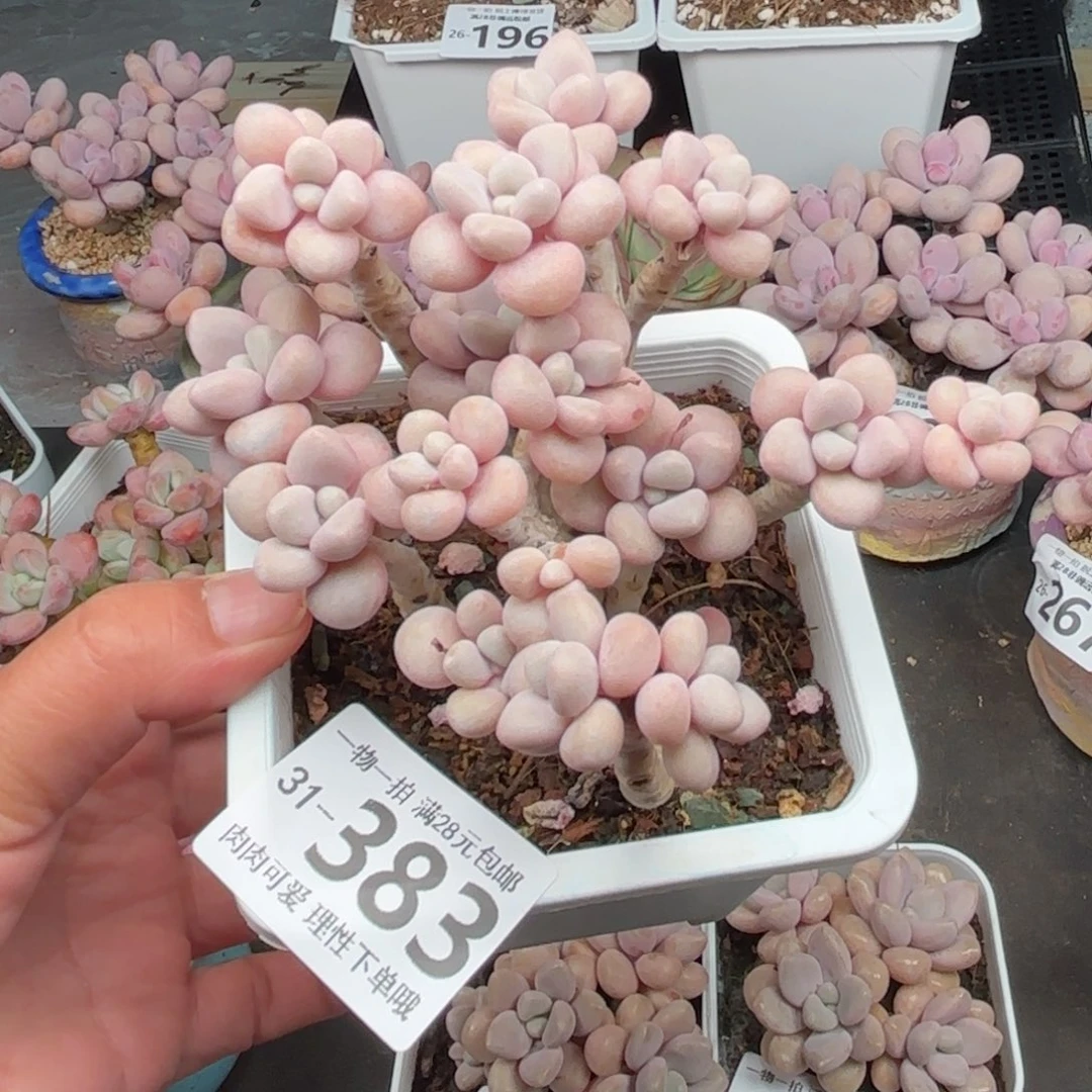 艾伦多肉多肉不包整