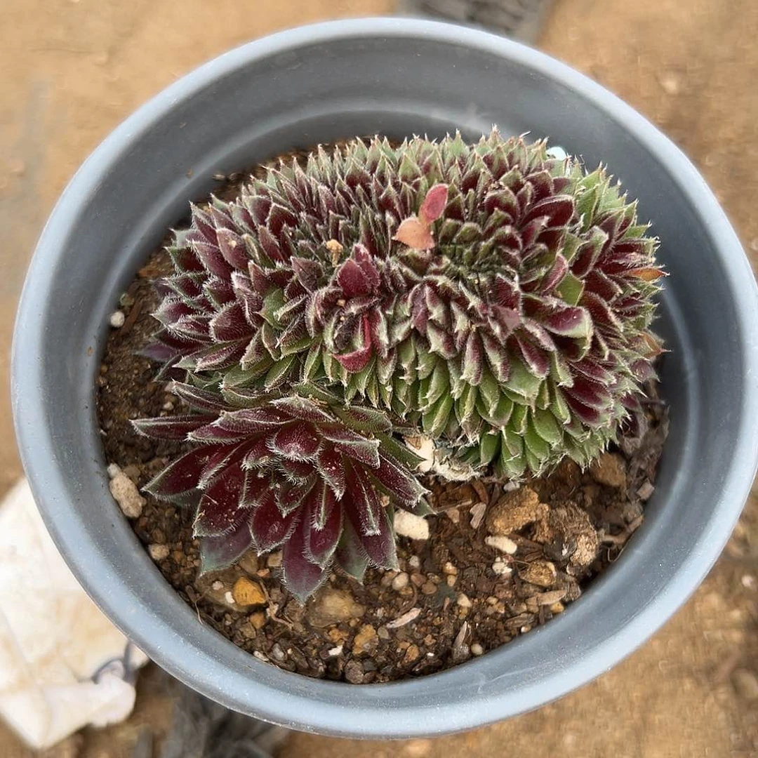 多肉植物多肉植物