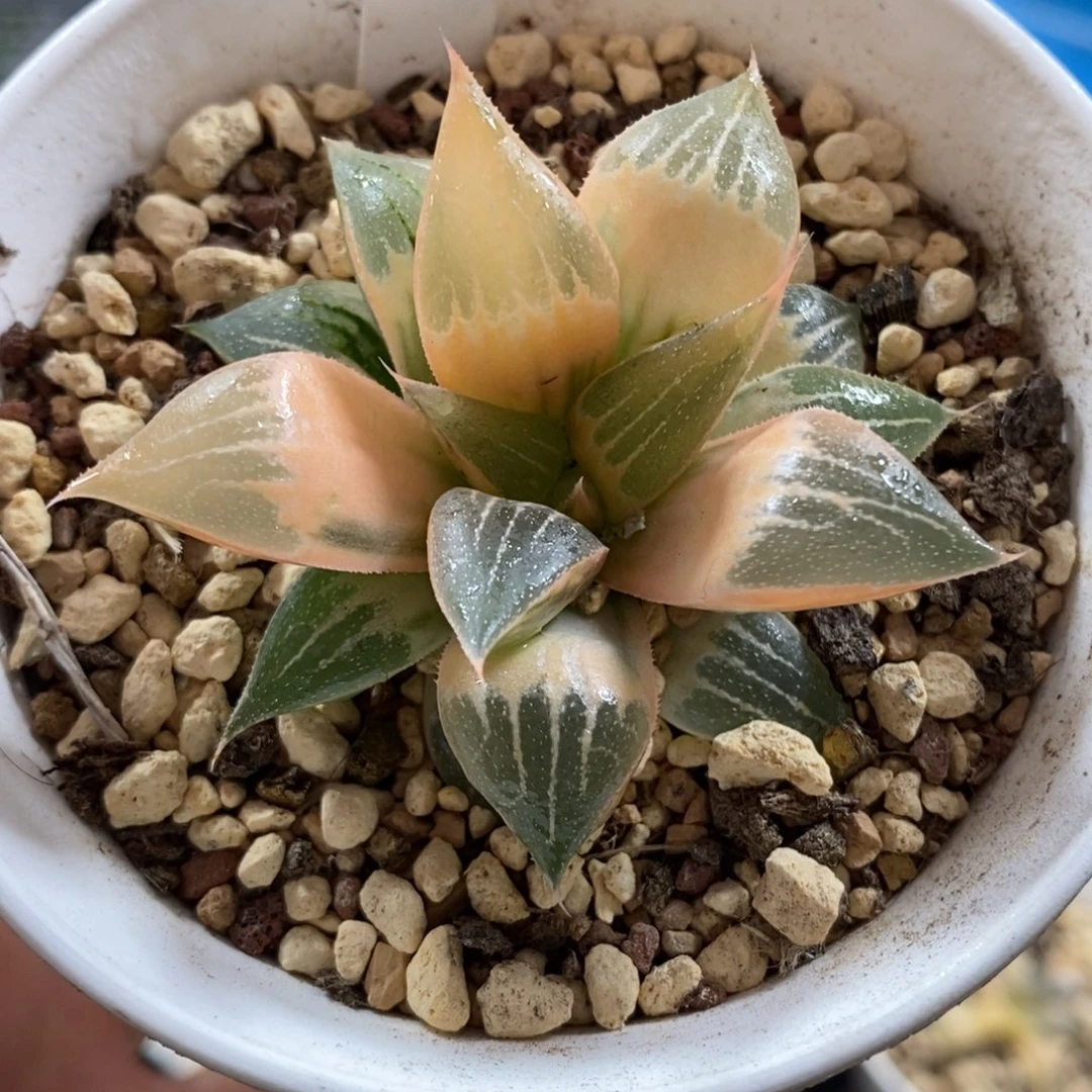 9湖斑实生寿锦福利