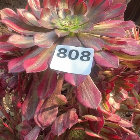 明****F法师祝融18-30