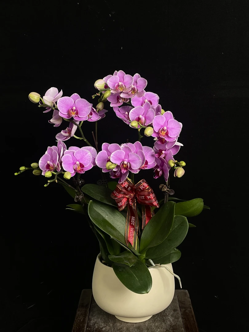 【紫蝶】蝴蝶兰 粉紫色兰花盆栽开花株 四季好养护绿植叶片