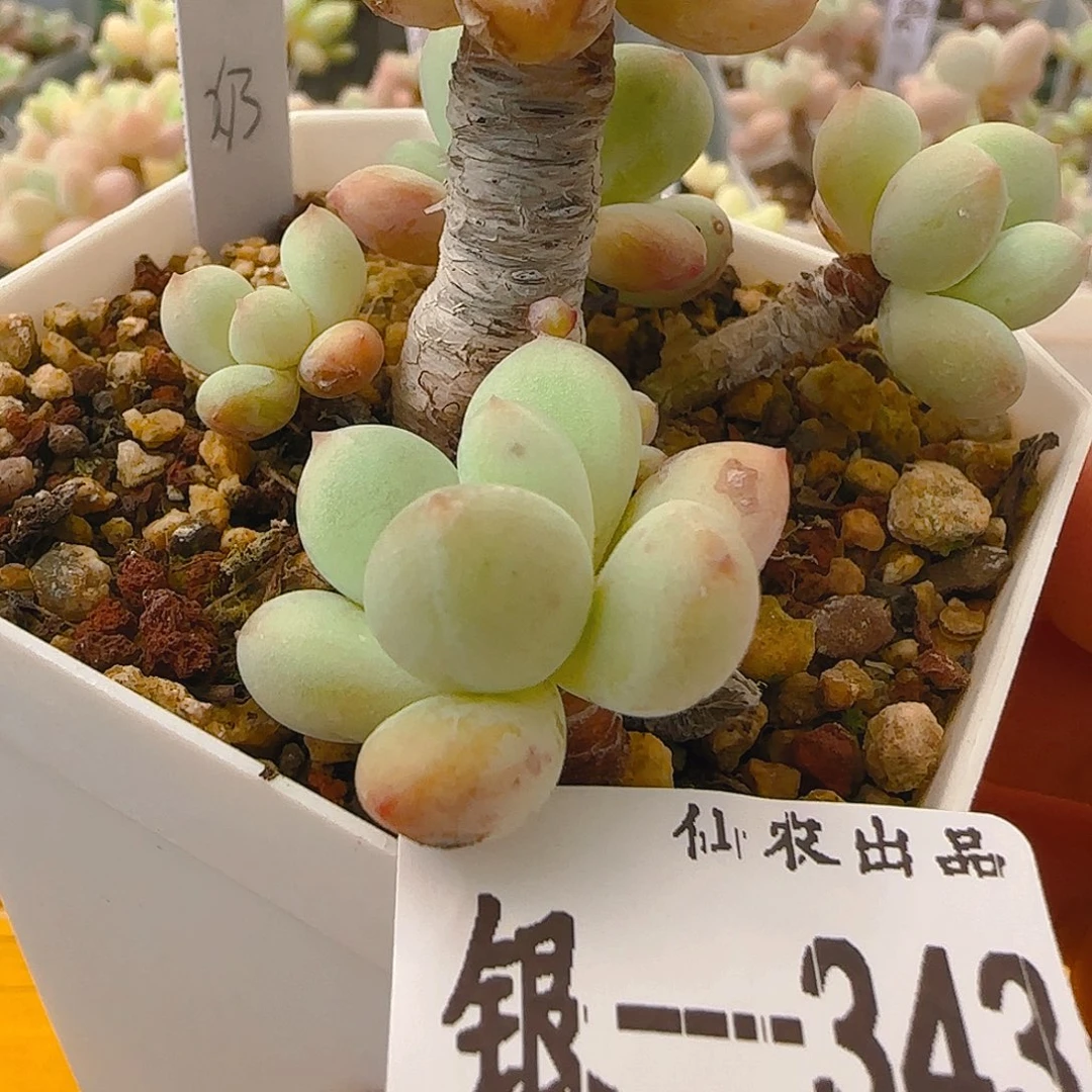 奶****喵喵奶，343，仙农出品
